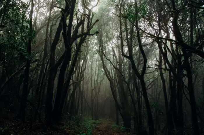 Most Haunted Forests in Indonesia Filled with Mystery and Mystical Stories